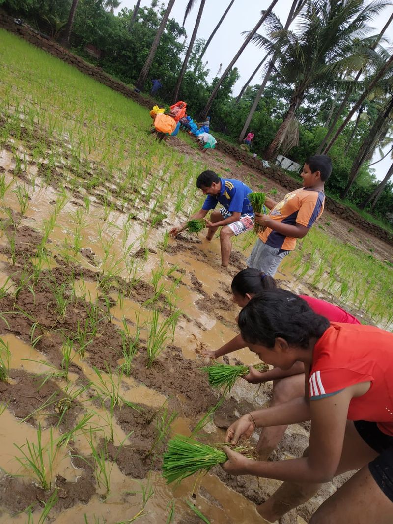 Transplanting of paddy in progress