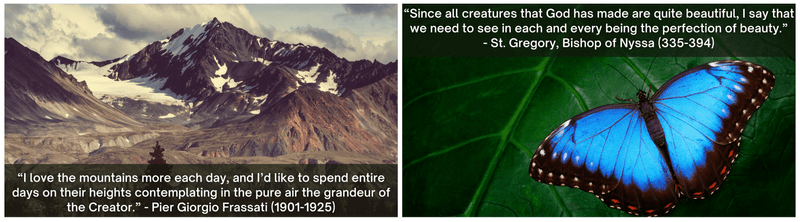 What the saints say about respect for the environment